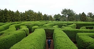 image shows a maze