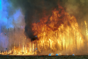 Image shows a controlled forest fire burning fiercely.