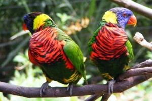 Image shows two identical-looking birds.