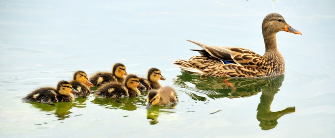 Image shows ducklings swimming behind a mother duck.