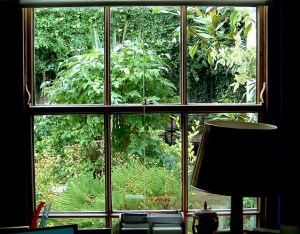 Image shows a desk by a window that opens on to a garden.