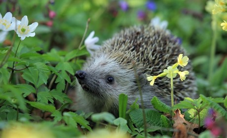 9 Plants And Animals To Look Out For In Oxfordshire Oxford